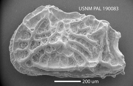 Jugosocythereis sp