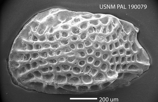 Procythereis sp