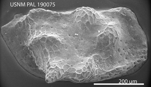 Bythoceratina sp a