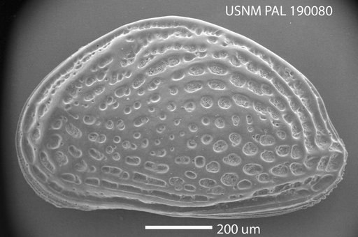 Aurila lincolnensis (Leroy, 1943)