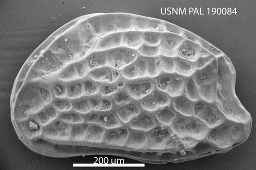 Radimella palosensis (Leroy, 1943)