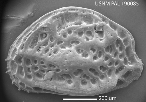"Hemicythere" jollaensis (LeRoy, 1943)