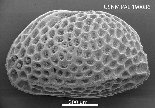 Hemicythere californiensis Leroy, 1943