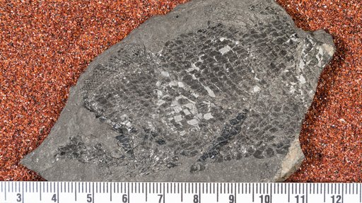 Redfieldia sp