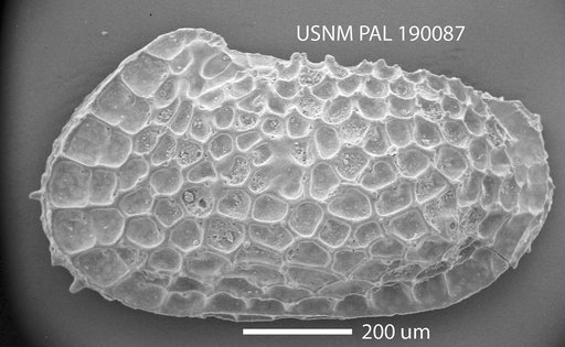 Echinocythereis ? darwini-hodgei ?