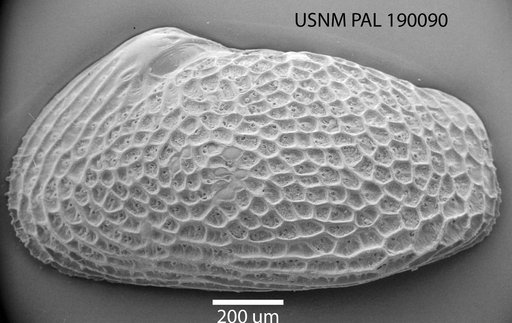 Rabilimus sp