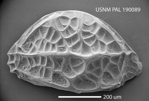 Hemicytherura clathrata