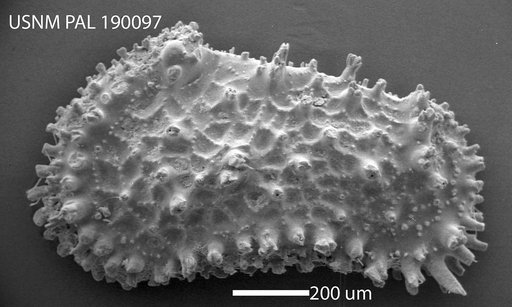 "Cletocythereis" dunelmensis
