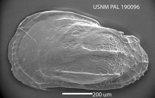 Phacorhabdotus sp