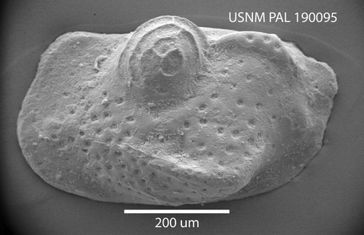Bythoceratina sp