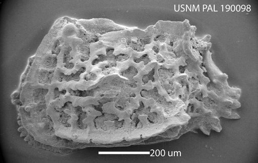 Jugosocythereis sp