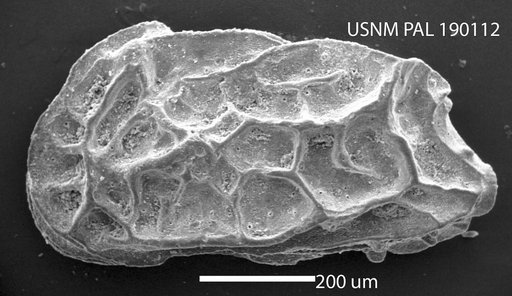Ambostracon costatum Hazel, 1962