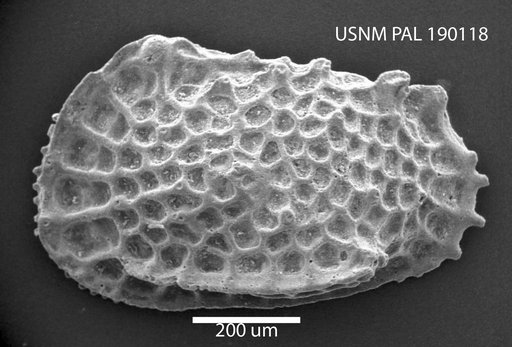 Bradleya sp.