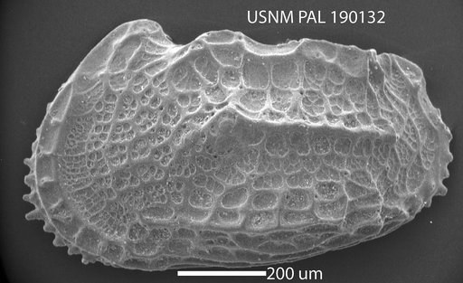 Abyssocythere sp.