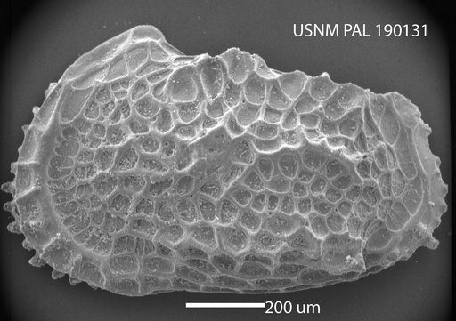 Abyssocythere sp.