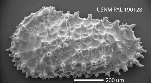 Reticulocythereis sp