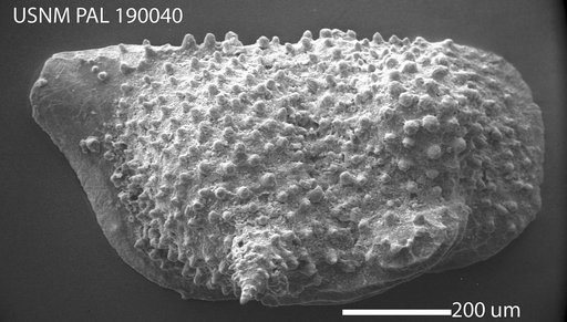Bythoceratina sp