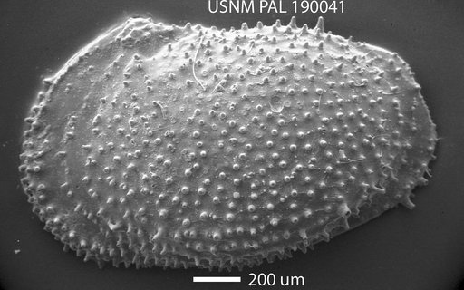 Echinocythereis sp