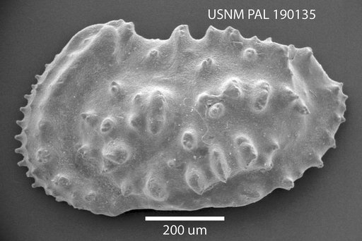 Actinocythereis sp