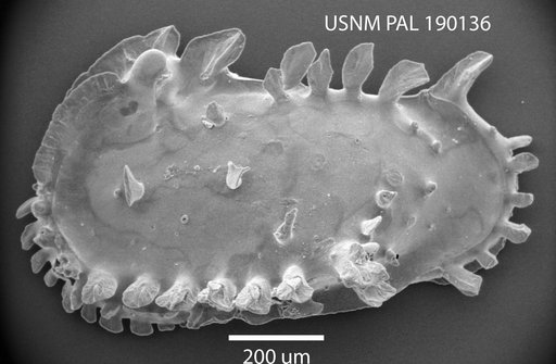 Pterygocythereis sp