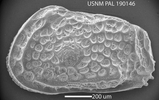 Genus indet. sp. indet.