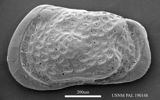 Muellerina abyssicola (Sars, 1866)