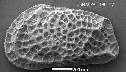 Genus indet. sp. indet.