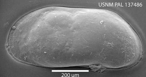 Limnocythere sp. 6