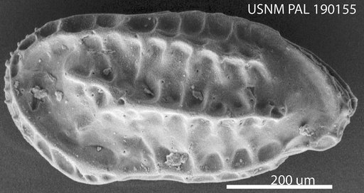 Paracytheretta ? gapensis (Alexander, 1929)