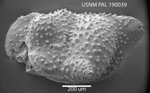 Bythoceratina sp