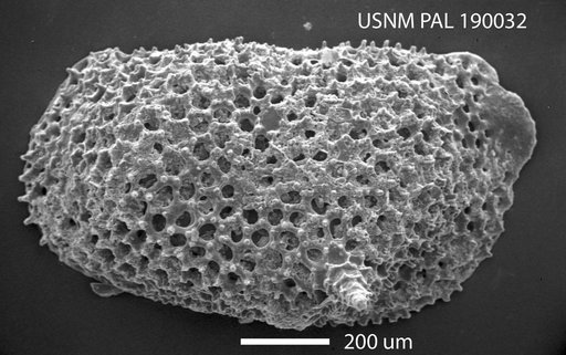 Bythoceratina sp