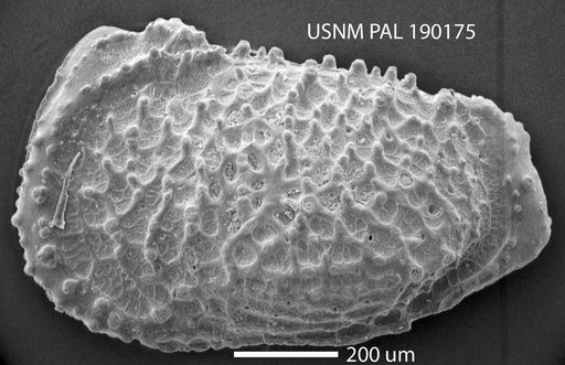 Genus indet. sp. indet.