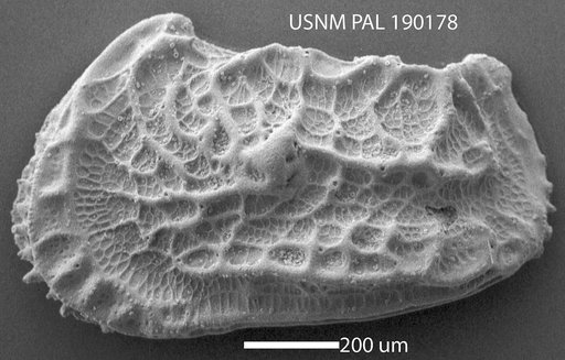 Abyssocythere sp.