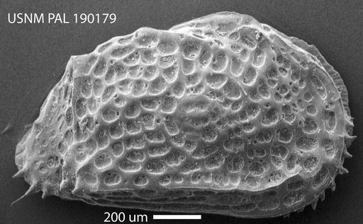 Genus indet. sp. indet.