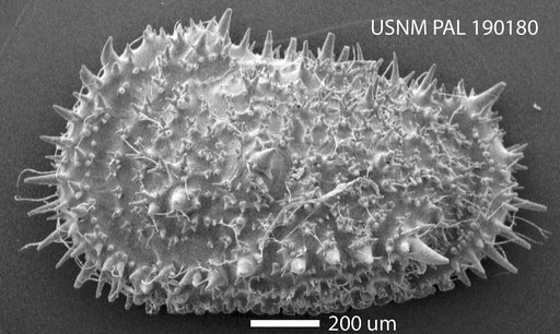 Cythere acanthoderma Brady, 1880