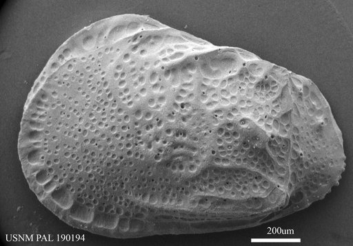 Genus indet. sp. indet.