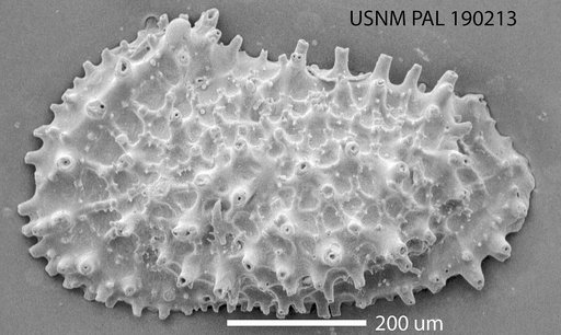 Acanthocythereis araneosa Howe, 1963