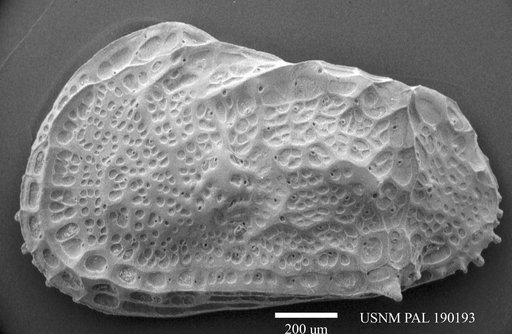 Genus indet. sp. indet.