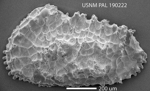 Acanthocythereis princegeorgensis Hazel, 1968