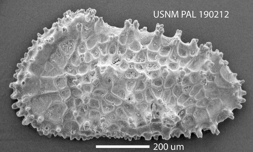 Acanthocythereis washingtonensis Hazel, 1968