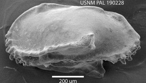 Pterygocythereis cornuta (Roemer)