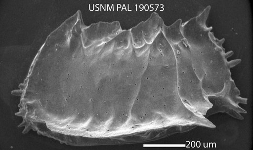 Bradleya sp.