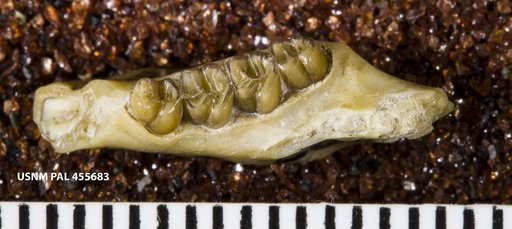 Cylindrodon sp