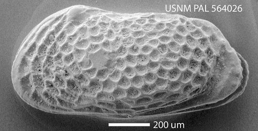 Cythereis obliquata (Reuss)