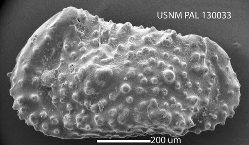 Cythereis pustulosissima Alexander, 1933