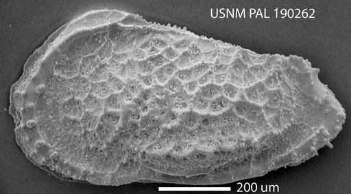 Oxycythereis sp. Benson, 1974