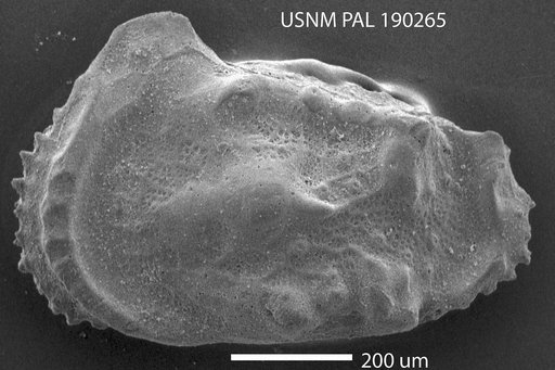 Paleoabyssocythere sp.