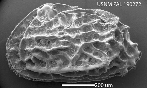 Genus indet. sp. indet.
