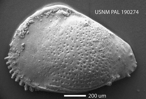 Buntonia sp.