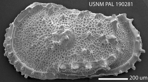 Atlanticythere reticulata